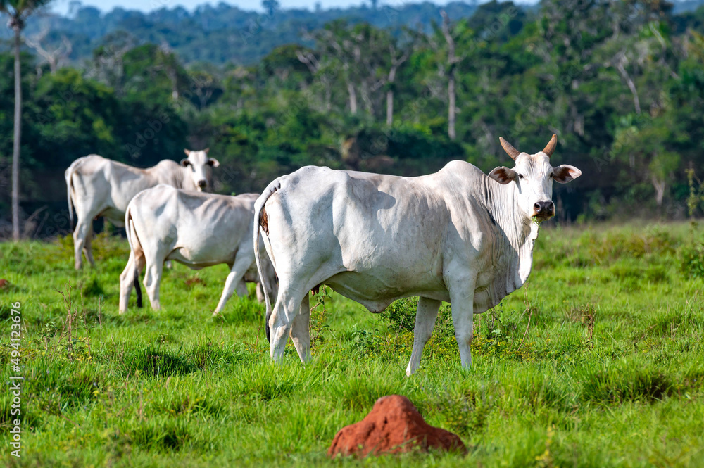 Gado de corte da pecuária brasileira / Cattle grazing in Brazilian livestock Gado de corte da pecuária brasileira / Cattle grazing in Brazilian livestock