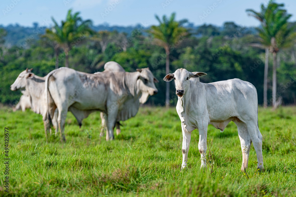 Gado de corte da pecuária brasileira / Cattle grazing in Brazilian livestock Gado de corte da pecuária brasileira / Cattle grazing in Brazilian livestock