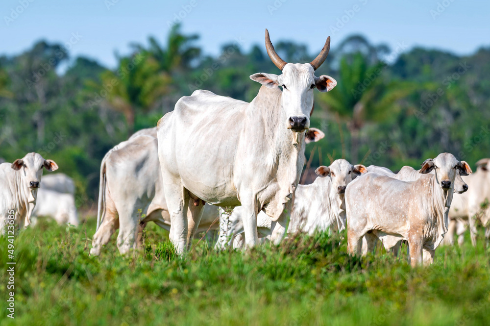 Gado de corte da pecuária brasileira / Cattle grazing in Brazilian livestock Gado de corte da pecuária brasileira / Cattle grazing in Brazilian livestock