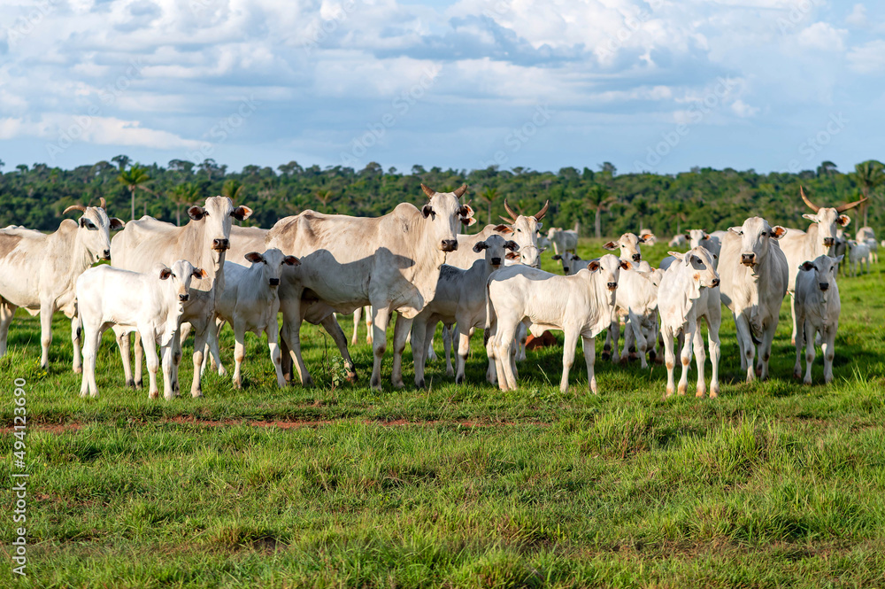 Gado de corte da pecuária brasileira / Cattle grazing in Brazilian