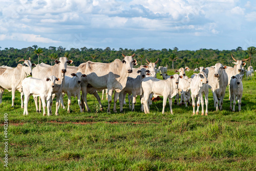 Gado de corte da pecuária brasileira / Cattle grazing in Brazilian livestock photo