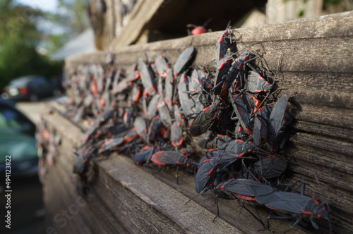 Box Elder bug large breeding infestation group on wood fence