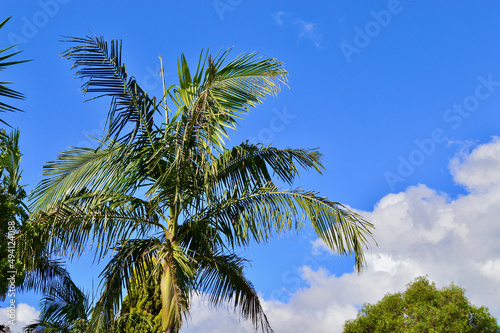 A palm tree and a blue sky day photo