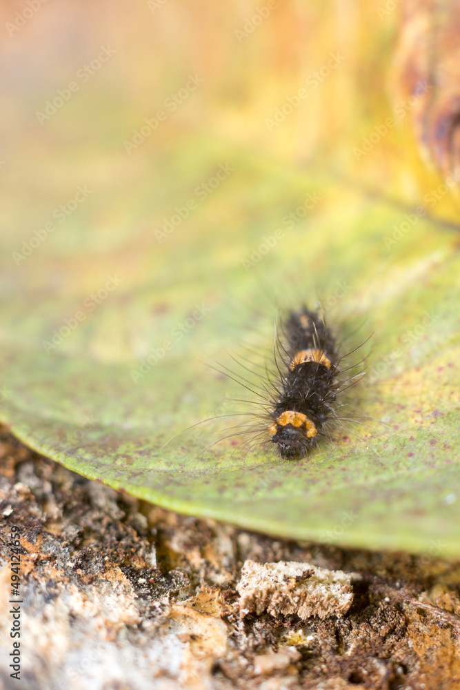 black caterpillar with yellow striped on a leaf, taken in shallow depth of field, closeup macro with copy space black caterpillar with yellow striped on a leaf, taken in shallow depth of field, closeup macro with copy space