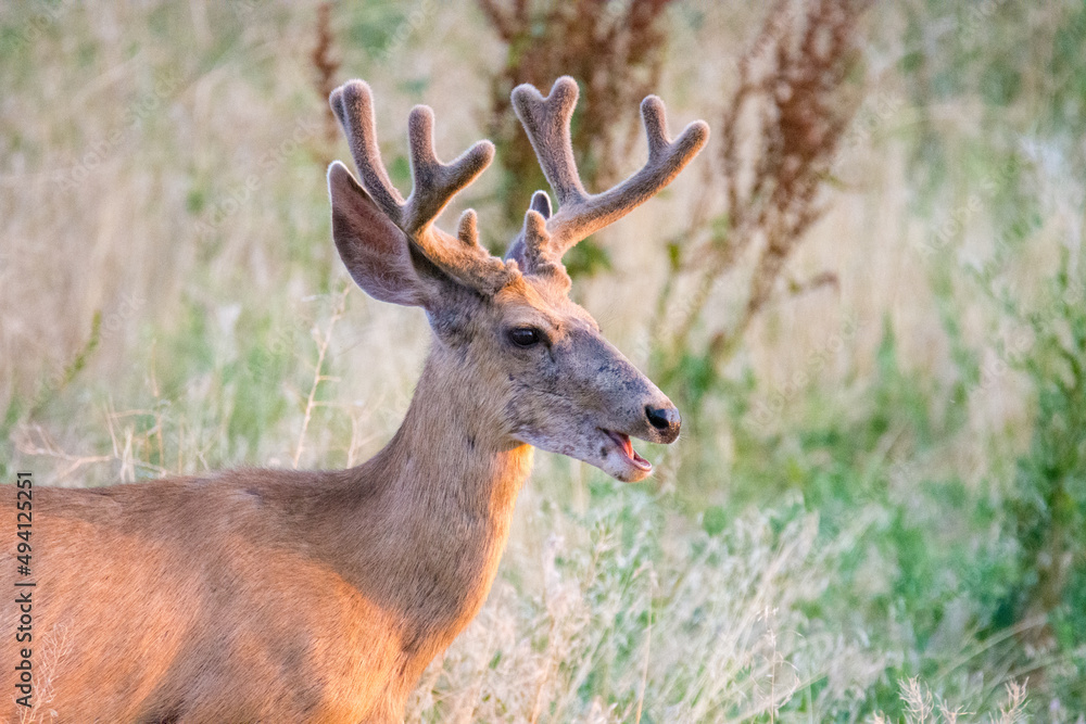 Fototapeta premium White-Tailed Tree