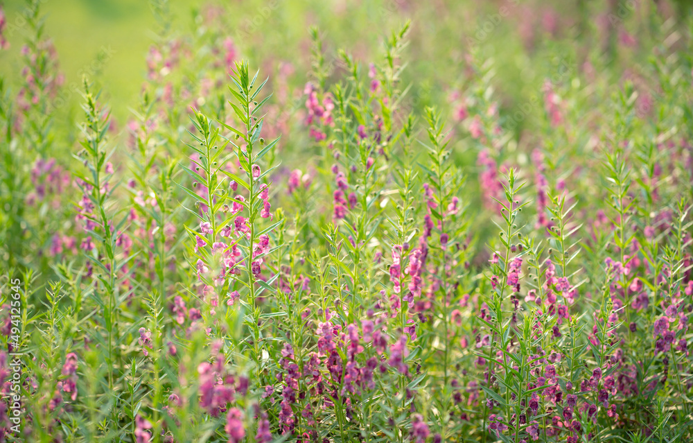 Pink color flowers - FlowerKisser Salvia on the field. Selective focus. Springtime concept. Pink color flowers - FlowerKisser Salvia on the field. Selective focus. Springtime concept.