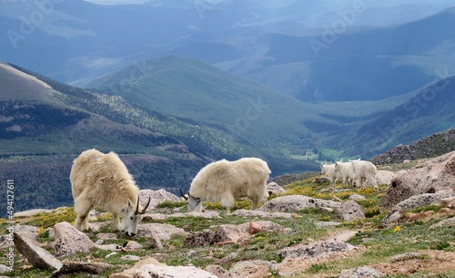 mountain goat family 