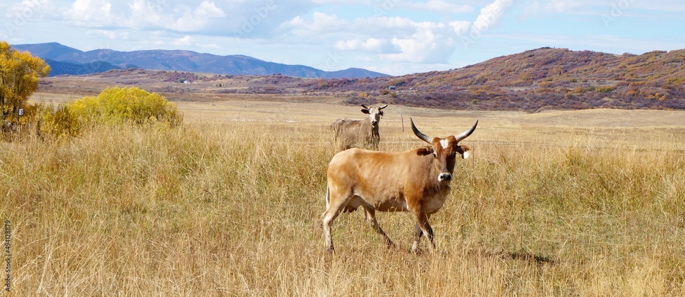 Naklejka premium cattle in a field