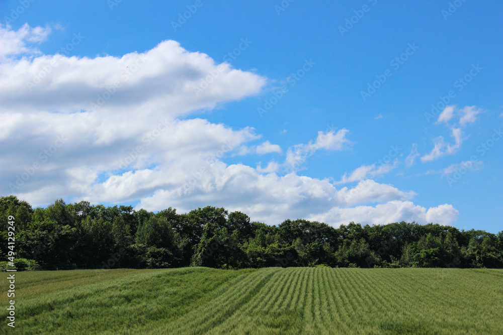 緑の麦畑と青空
