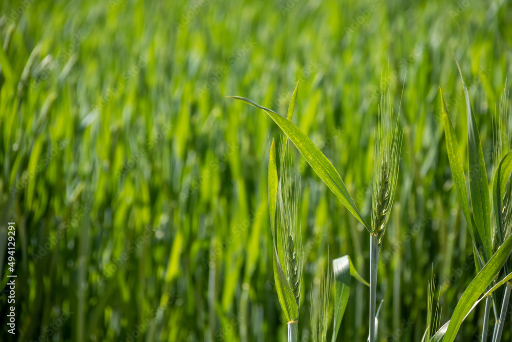 Obraz premium 緑の麦の穂