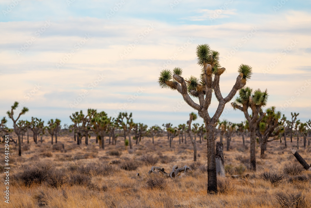 Beautiful desert landscape in Joshua Tree National Park, California. Beautiful desert landscape in Joshua Tree National Park, California.