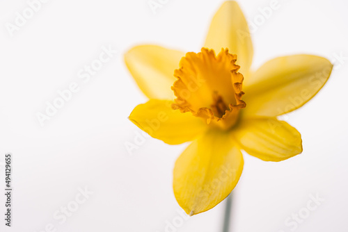 daffodil on white