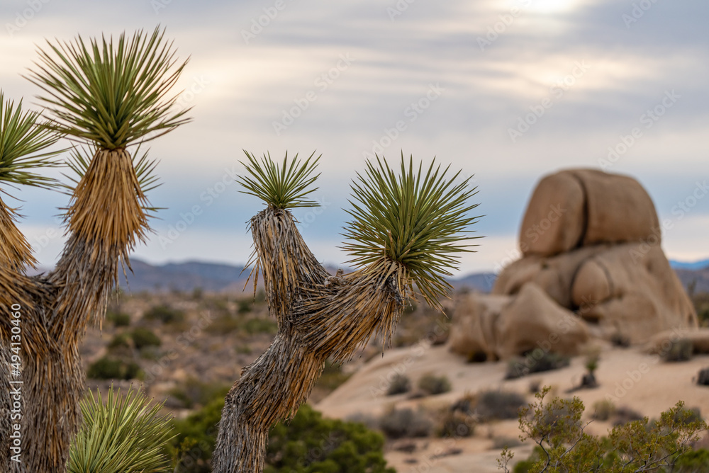 Fototapeta premium Joshua Tree National Park landscape in late afternoon, before sunset. 