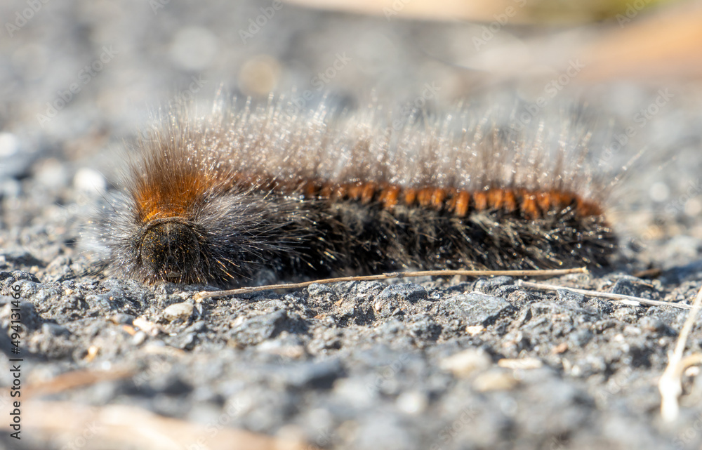 The caterpillar of the fox moth - Macrothylacia rubi, crawls on the road The caterpillar of the fox moth - Macrothylacia rubi, crawls on the road