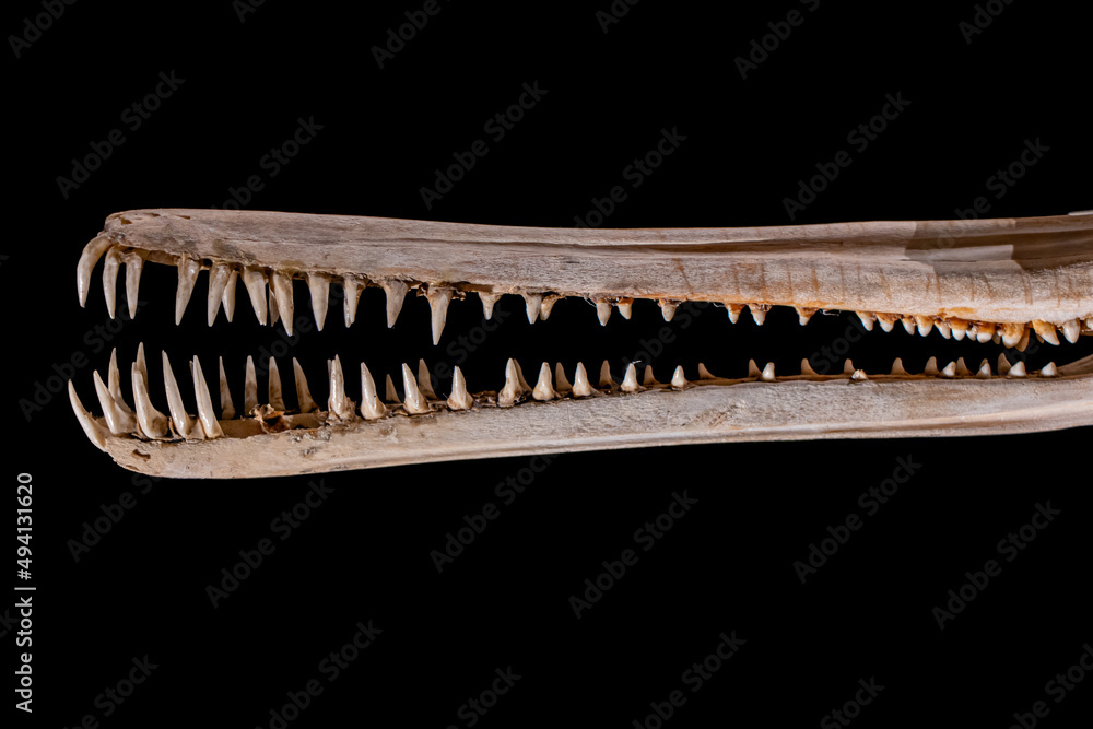 Jaw of The South Asian river dolphin, The Ganges river dolphin (Platanista gangetica), close up Jaw of The South Asian river dolphin, The Ganges river dolphin (Platanista gangetica), close up