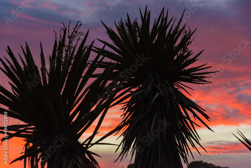 Sunset in Joshua Tree National Park  California