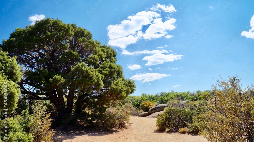 trees in the desert trees in the desert