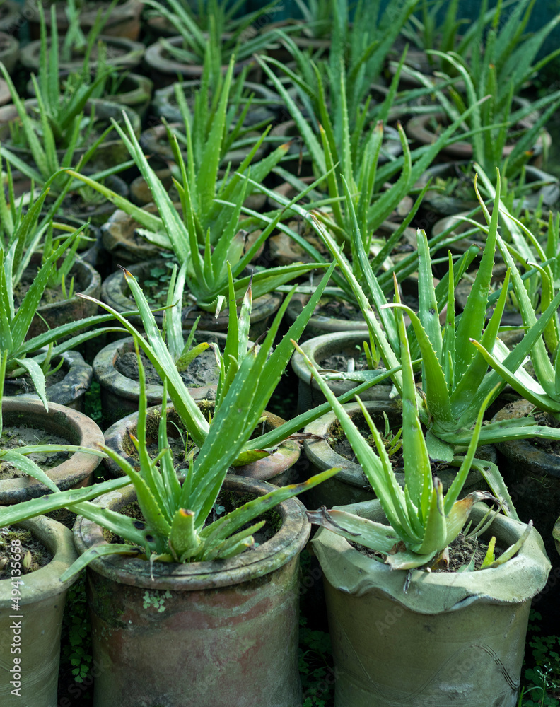Obraz premium Aloe vera succulents in plants nursery