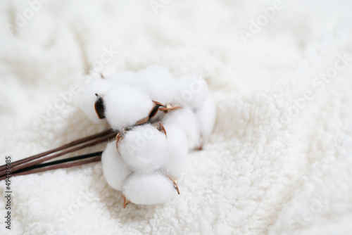 목화솜 cotton, cotton wool 