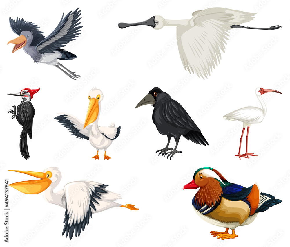 Fototapeta premium Different kinds of birds collection