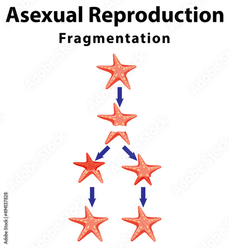 Asexual reproduction fragmentation with starfish