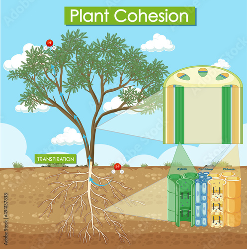 Diagram showing plant cohesion