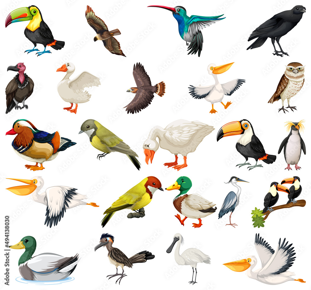 Fototapeta premium Different kinds of birds collection
