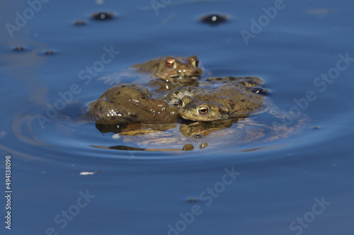 A large ball of mating Common Toads, Bufo bufo, in a pond in springtime.