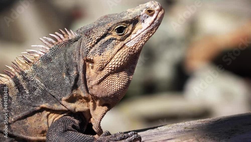 Iguana is relaxing in the sun while observing the camera photo