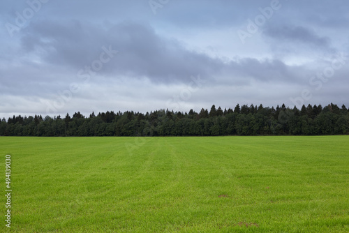 Horizontal scenic panoramic peaceful view of wide green grass of empty lawn with deep forest on background of planted with wheat field. Beauty of wild nature. Traveling and adventures © Anatoliy Karlyuk