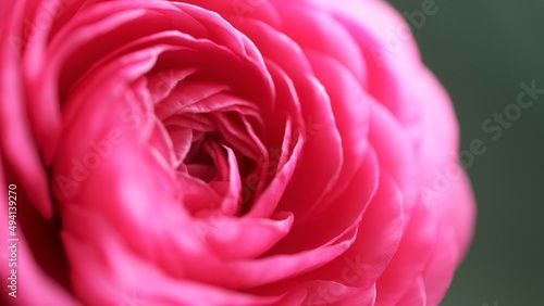 dark pink rose petal