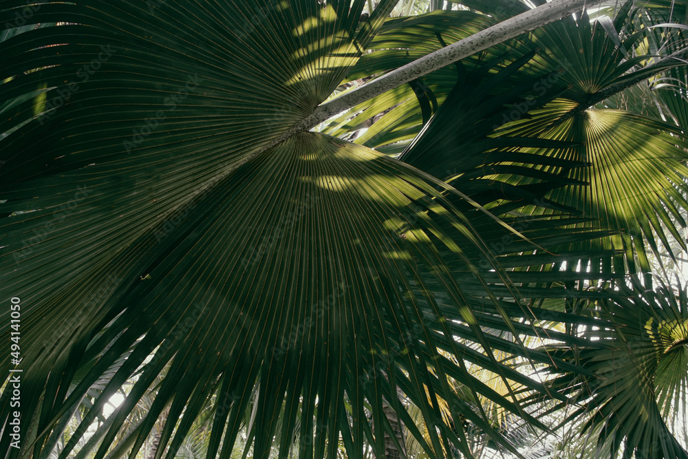 sunlight shining on big tropical palm leaf sunlight shining on big tropical palm leaf