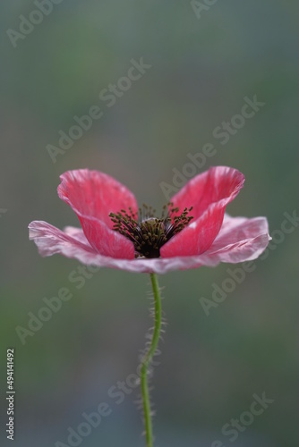 Pink poppy photographed in a summer park.