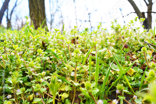 Green grass. Contemporary macro photo of wild flowers.