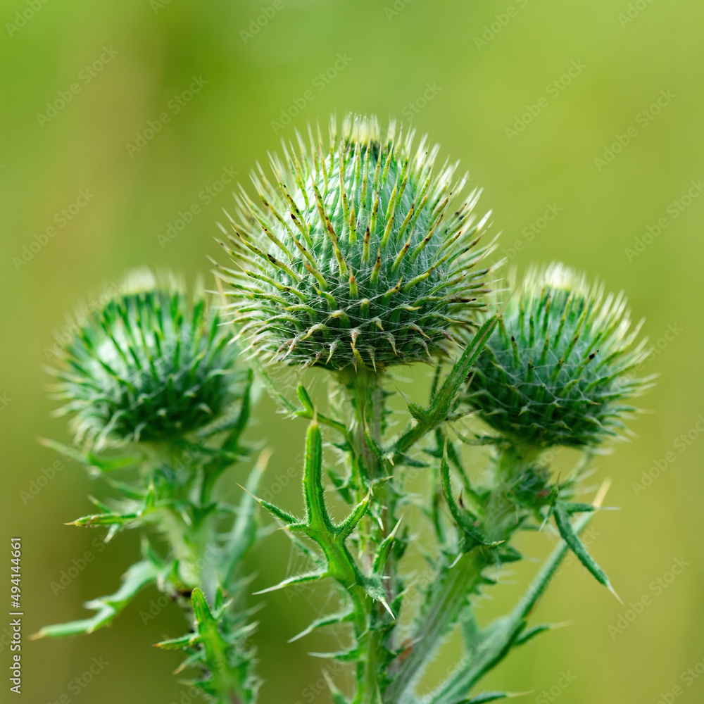 Blooming Burdock Plant Flower Medicinal Herb Close-up Blooming Burdock Plant Flower Medicinal Herb Close-up