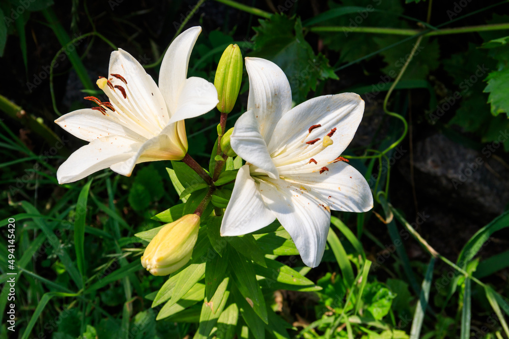 Oriental lily in flower bed in the garden Oriental lily in flower bed in the garden