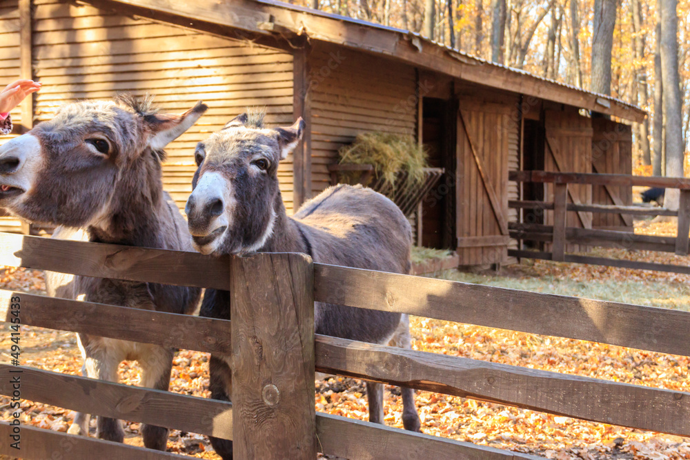 Fototapeta premium Donkeys in a paddock on farmyard