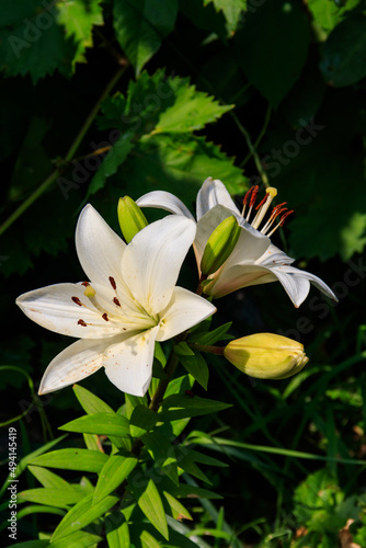 Oriental lily in flower bed in the garden