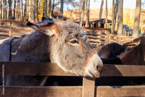 Donkey in a paddock on farmyard