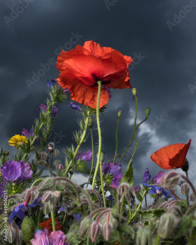 Poppy and wildflowers in front of a stormy sky