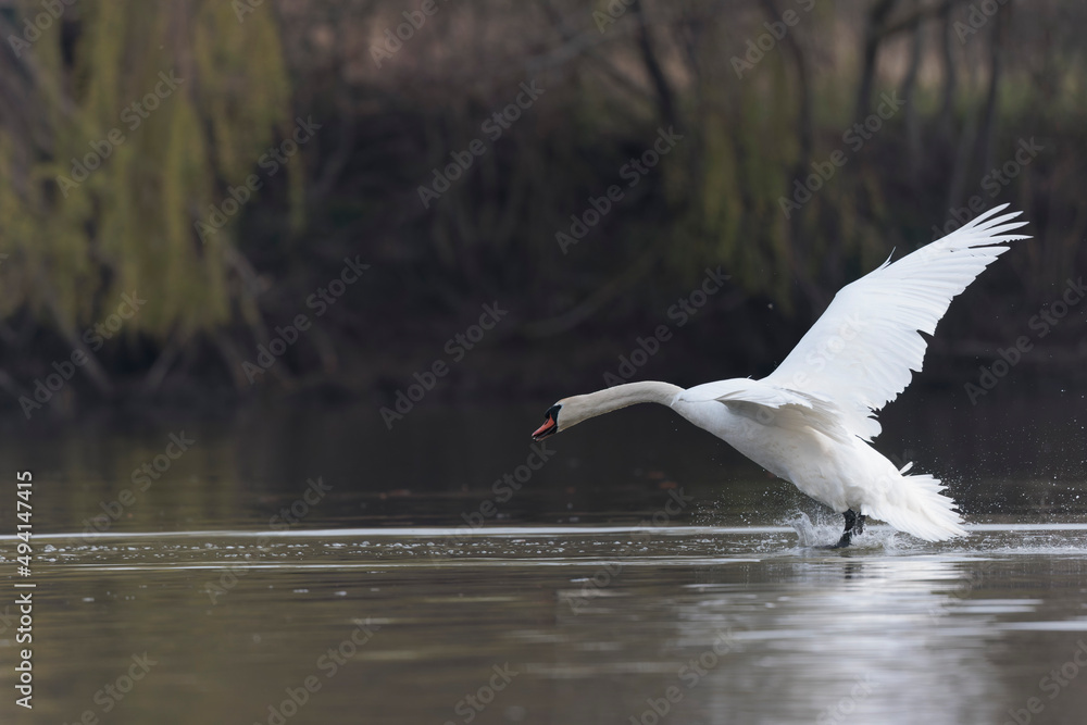 Mute Swan Cygnus olor taking off from a pond in the early morning Mute Swan Cygnus olor taking off from a pond in the early morning