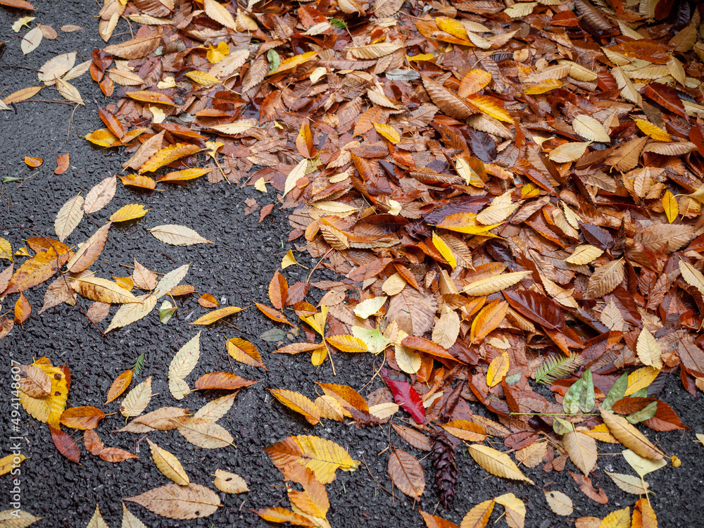 The Colors of Fallen Leaves on the Streets The Colors of Fallen Leaves on the Streets