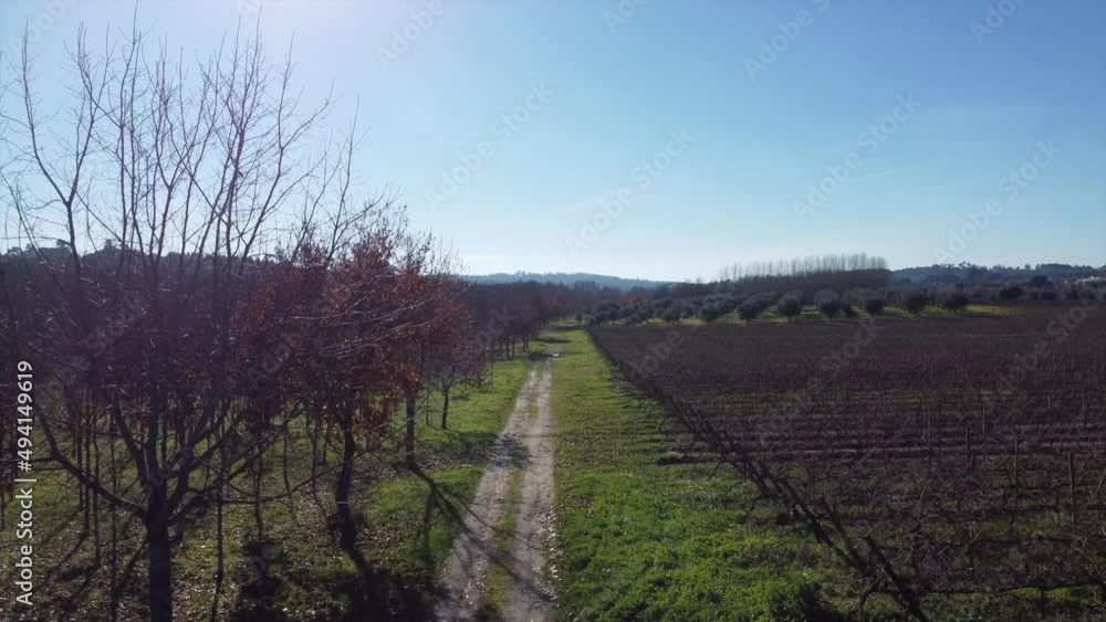 Grape plantation, the vines in the city of Viseu Portugal