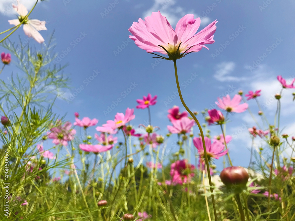 Pink Blooming Cosmos Flowers on a Blue Sky Background 