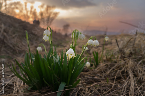 First spring flowers of Leucojum vernum (spring snowflake) at sunset. Delicate white flowers close up