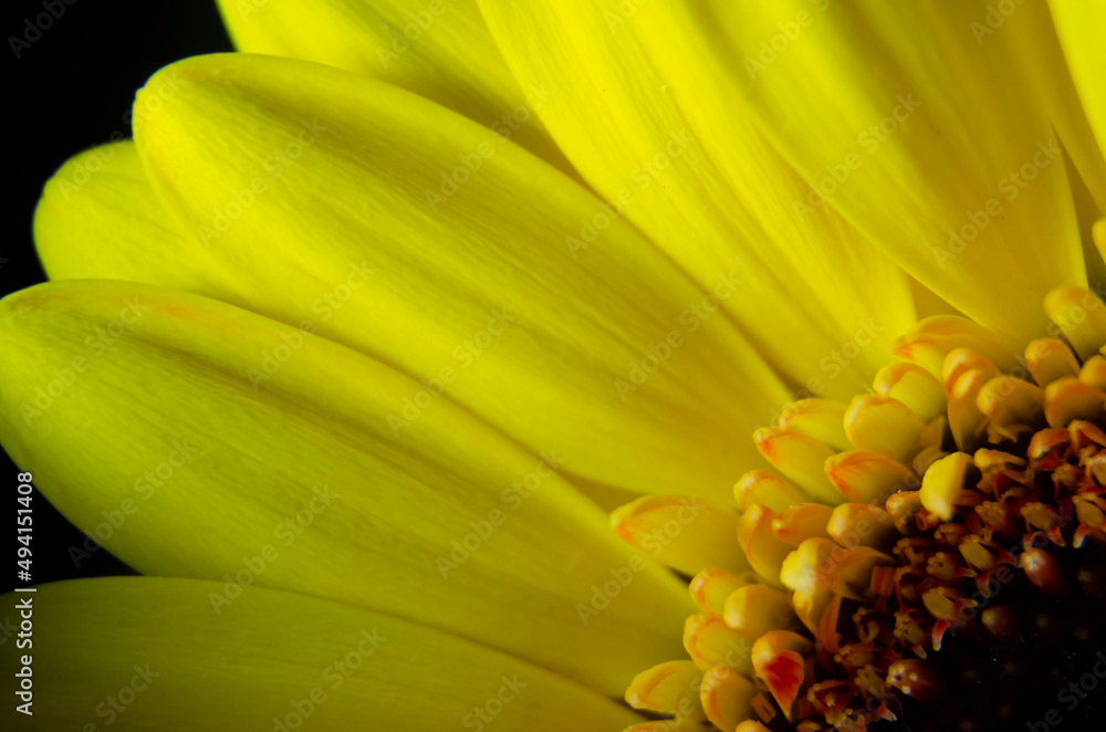 Yellow herbera petals, close up view, macro. Yellow petals on black background Yellow herbera petals, close up view, macro. Yellow petals on black background
