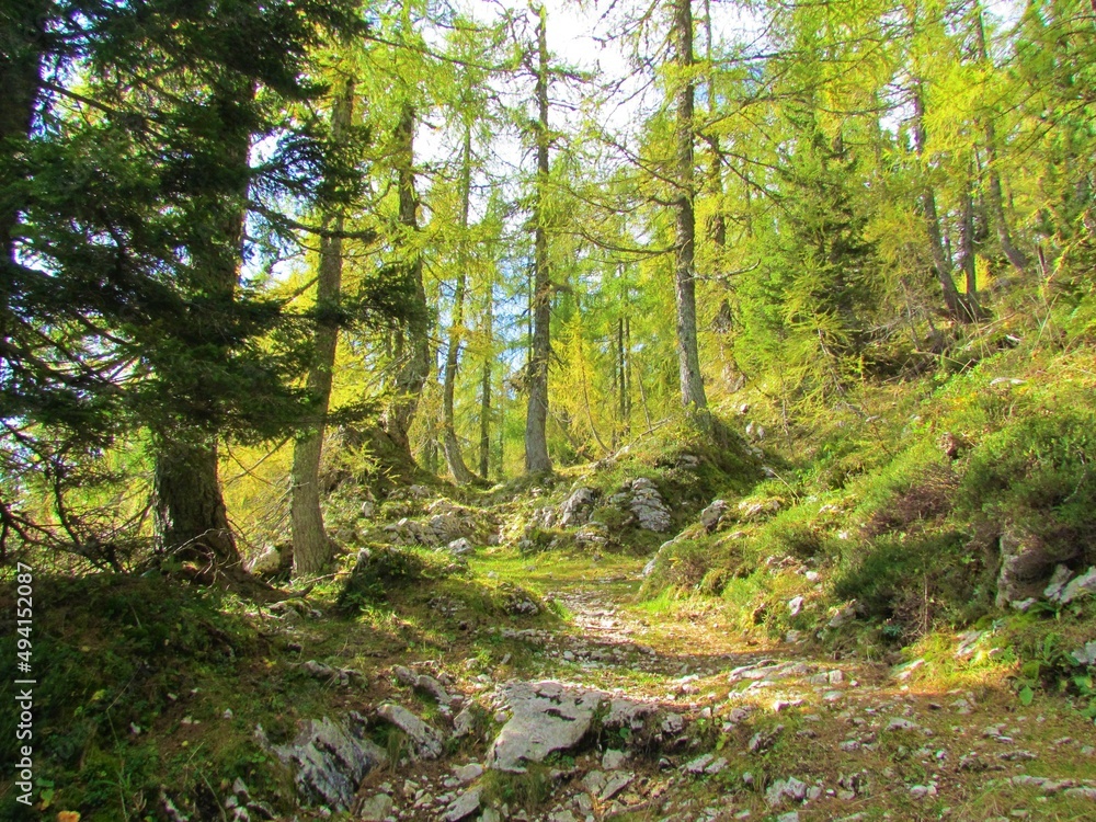 European larch forest in early autumn yellow and green colors above Lipanca in Triglav national park, Slovenia