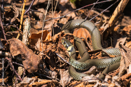 Grass Snake warms the body temperature in spring sun