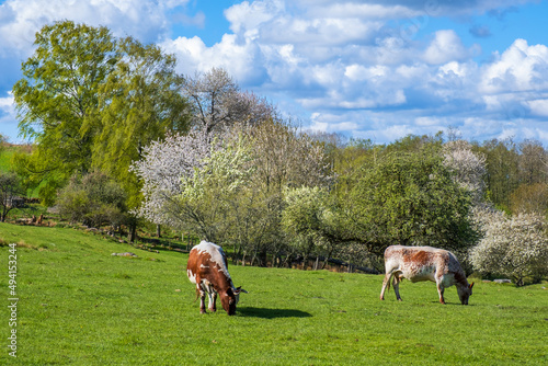 Grazing cows on a meadow with flowering trees