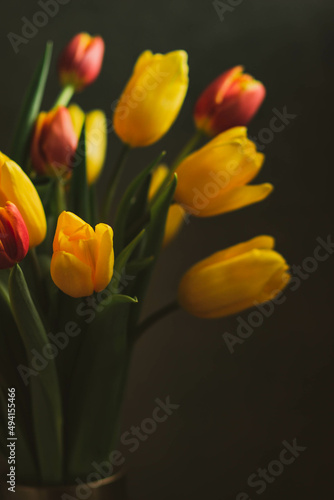 yellow and orange tulips on a dark blurred   background